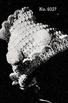 Baby's Crocheted Bonnet #6027 Pattern