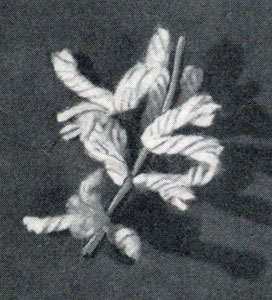 Forsythia Flower Pattern
