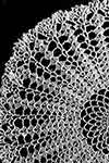 shell stitch doily pattern