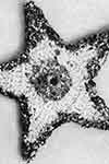 glitter star ornament pattern