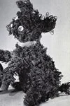 Poodle Pup
