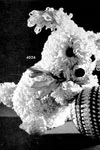 Loopy Dog