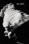 Baby's Crocheted Bonnet #6027