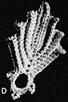 Leaf Motif #8415-D