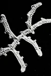 Picot Branch Motif #8421-B