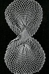 Butterfly Bow