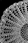Shell Stitch Doily