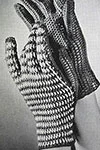 Sport Glove