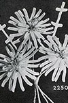 Daisies Boutonniere