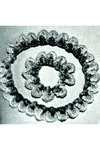 Shell Necklace & Bracelet