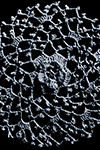 Irish Crochet Motif