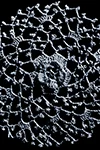 Irish Crochet Motif