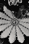 Pond Lily Doily