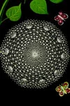 Spider Web Doily