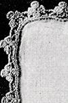 Dainty Crochet Edging #703