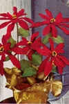 Poinsettia