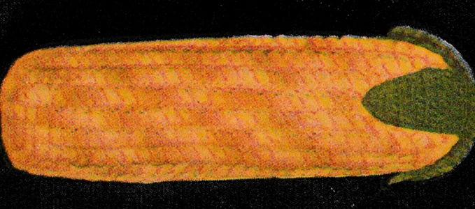Hot Corn Pan Handler Pattern #7111