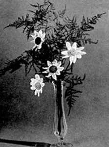 Daisy Pattern #4019