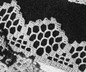Edging #8838 Pattern