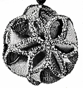 Harlequin Pattern