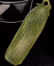 Cool Cucumber Pan Handler Pattern #7112