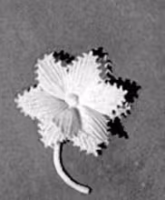 Lapel Flower Pattern #2634