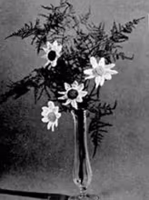 Daisy Pattern #4019